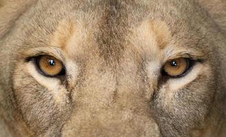 yeux de lion femelle se bouchent