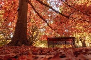 banc en bois dans le parc de la ville photo