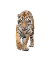 tigre du Bengale isolé photo