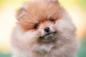 portrait d'un gros plan de chiot poméranien aux cheveux roux photo