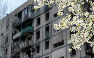 blanc fleurs contre le Contexte de détruit et brûlé Maisons dans le ville de Ukraine photo