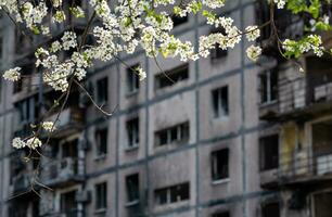 blanc fleurs contre le Contexte de détruit et brûlé Maisons dans le ville de Ukraine photo