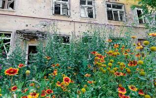 Frais Naturel fleurs contre le Contexte de détruit brûlé Maisons guerre dans Ukraine photo