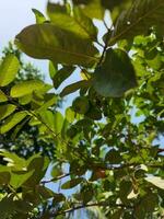 ses scientifique Nom est psidium guajava. là sont à propos 100 espèce de goyave. cette originaire de fruit, plein de extraordinaire nutritionnel qualités, est souvent grandi dans notre pays. divers maladies comme diarrhée photo