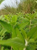 le tige et feuilles de banpudine sont parfumé et parfumé. le tige de banpudine pauses avec une crépitement du son lorsque légèrement pressé, Par conséquent ses autre des noms sont Matmatie et Matka. il est Probablement donner photo