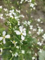 la nature luxuriant terre est mon pays, un radis fleur volonté grandir encore de cette fleur, Nouveau la graine arbre, cette est appelé génération. photo