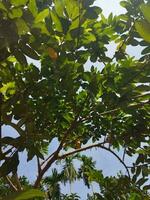 ses scientifique Nom est psidium guajava. là sont à propos 100 espèce de goyave. cette originaire de fruit, plein de extraordinaire nutritionnel qualités, est souvent grandi dans notre pays. divers maladies comme diarrhée photo