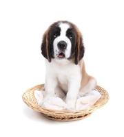 mignon chiot saint bernard sur blanc photo