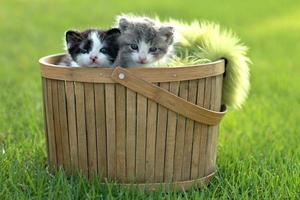 chatons à l'extérieur à la lumière naturelle photo