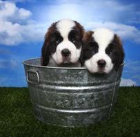 adorables chiots saint bernard photo