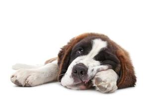 Jeune chiot saint bernard sur fond blanc photo