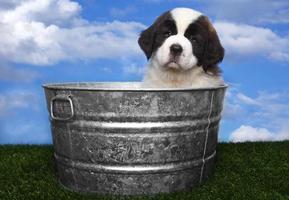 adorables chiots saint bernard photo