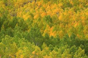 couleurs d'automne dans les montagnes de la sierra en californie photo