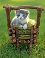 bébé chaton à l'extérieur dans l'herbe photo