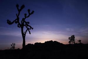 Joshua tree silhouette au coucher du soleil avec un ciel bleu photo