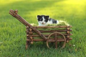 bébé chaton à l'extérieur dans l'herbe photo