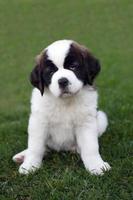 portrait de chiot saint bernard photo