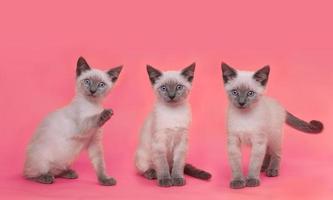 chatons siamois sur fond coloré lumineux photo