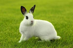 lapin blanc à l'extérieur dans l'herbe