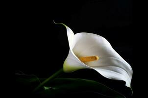 ai généré calla fleur fermer photo sur noir Contexte. produire ai