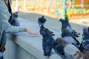 pigeons sur béton des rails. le fille suivant à le pigeons photo