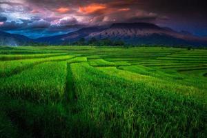 la vue sur les rizières vertes s'étend avec des montagnes bleues photo