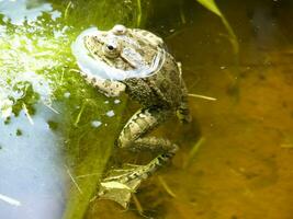 le vert grenouille. le amphibie grenouille est ordinaire. photo
