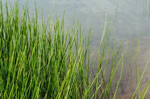 vert herbe à côté de une Naturel étang photo