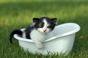 bébé chaton à l'extérieur dans l'herbe photo