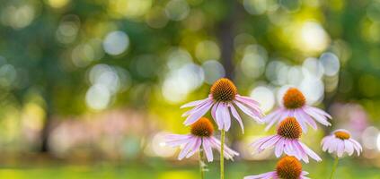 sauvage violet cosmos fleurs dans Prairie dans des rayons de lumière du soleil sur flou la nature paysage parc Contexte avec copie espace, doux se concentrer, magnifique bokeh. l'automne fleurs brillant feuillage toile de fond photo