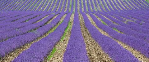 paysage magnifique, paysage d'été incroyable de fleurs de lavande en fleurs, vue paisible, agriculture pittoresque. beau fond de nature, concept inspirant. campagne champ floral en fleurs photo