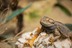 Texas cornu lézard. le Oriental jardin lézard, est jardin lézard, sangsue ou changeable lézard photo