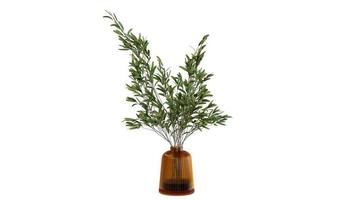 plante verte dans un vase en verre marron photo