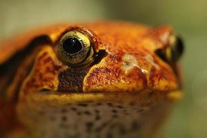 grenouille tomate dyscophus guineti gros plan du visage photo