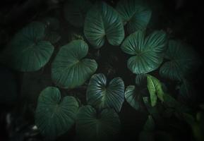 jardin de feuilles tropicales avec éclairage tamisé. photo