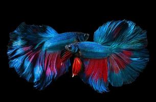 poisson betta bleu et rouge ou combat siamois. photo