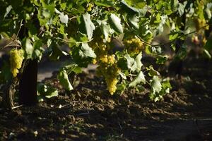 le grain de raisin jardins. cultivation de du vin les raisins à le mer de Azov photo