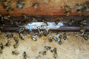une ruche, une vue de le à l'intérieur. le cabane à abeilles. mon chéri abeille. entrée à le ruche. photo