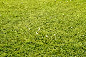 pissenlits dans une prairie. champ de duveteux pissenlits photo