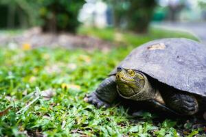 mignonne tortue sur vert herbe. dans été temps. noir amphibiens. photo