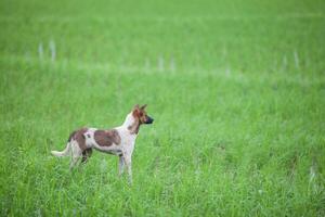 chien permanent avec vert riz champ Contexte photo