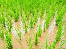 vert herbe de riz terrasse dans ferme photo