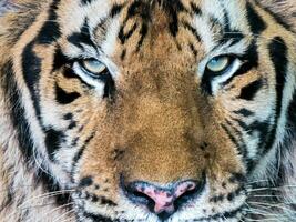 tigre visage avec yeux concentrer sur caméra photo