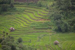 riz champ sur colline à tropicana photo