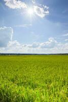 riz champ ferme vert et Jaune Couleur en dessous de nuageux ciel photo