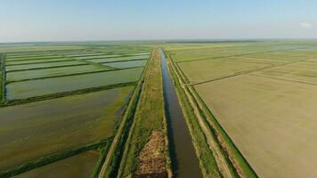 croissance riz sur inondé des champs. mûr riz dans le champ, le début de récolte. une yeux d'oiseau voir. photo