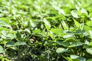 le soja champ. moucheron dans le feuilles de soja. photo