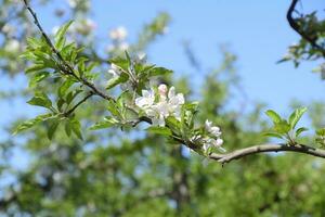 épanouissement Pomme verger. adulte des arbres Floraison dans le Pomme verger. fruit jardin photo