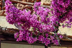 bougainvilliers arbre sur le rue dans Antalya bougainvilliers glabre photo