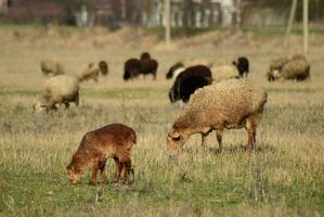 moutons dans les pâturages photo